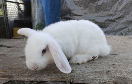 Goblincub onlyfans leams