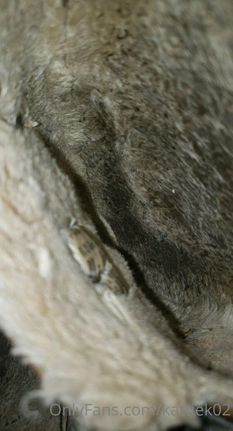 kattiek02 onlyfans content type