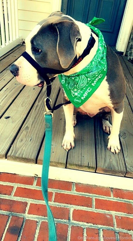 lovesickfordick onlyfans nudes leaks