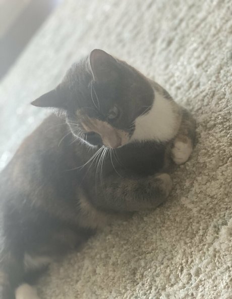 nyxiedust onlyfans sex