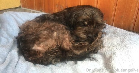 blueangelive onlyfans nsfw