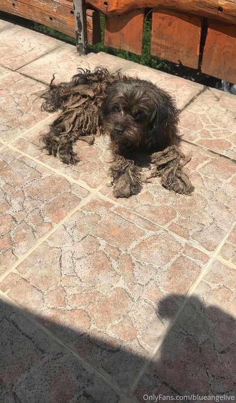 blueangelive onlyfans fotos