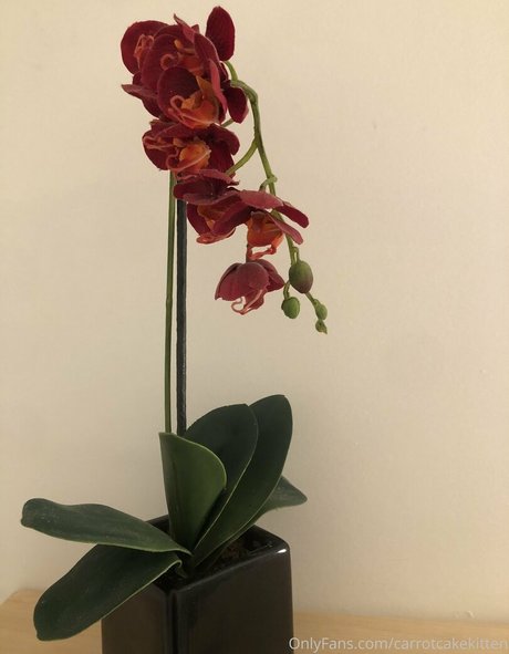 Carrotcakekitten onlyfans leaked pics