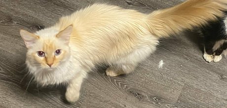 puffy nipples onlyfans sexy naked glimpse