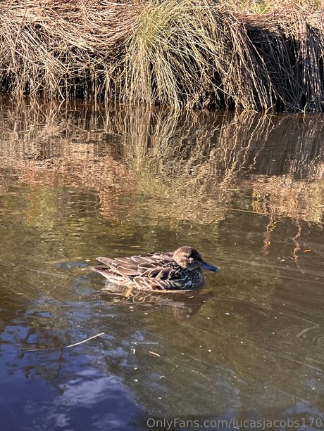 Lucasjacobs170 onlyfans leaked pictures