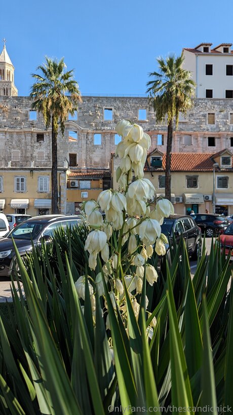 Thescandichick nude onlyfans