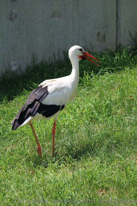 Cle Film And Photo only fans