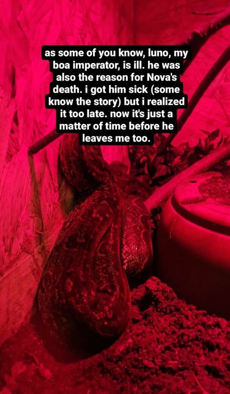 thethreeheadedsnake onlyfans leaks