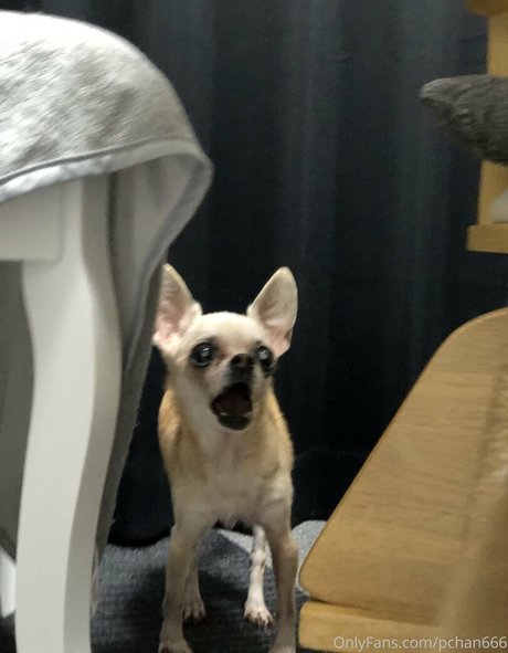 Pchan666 nude onlyfans leaks