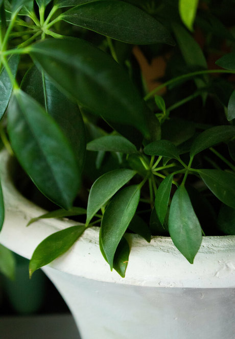 lesbian strapon onlyfans sexy nudes print