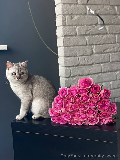 Emily Sweet onlyfans boobs