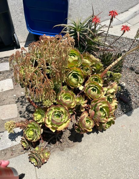 vixenshelbyfree onlyfans picture