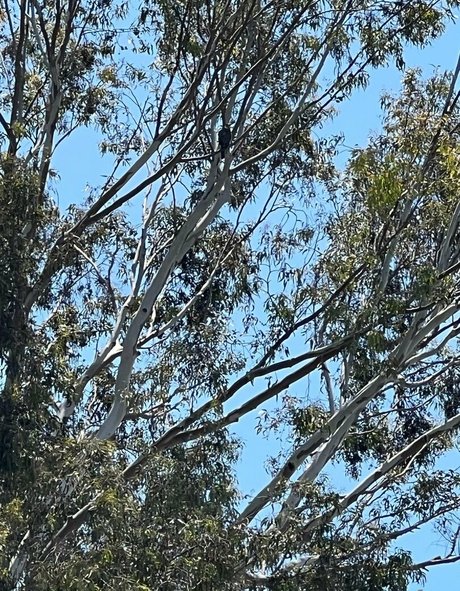 vixenshelbyfree new onlyfans leak