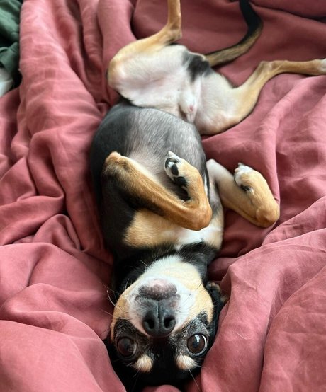 Suki Jade naked on onlyfans