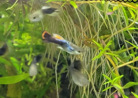 sonjahaze Profile image