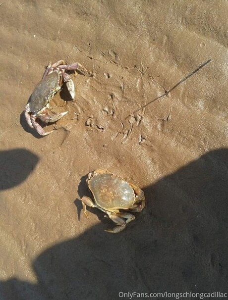 Cadillac onlyfans nudes