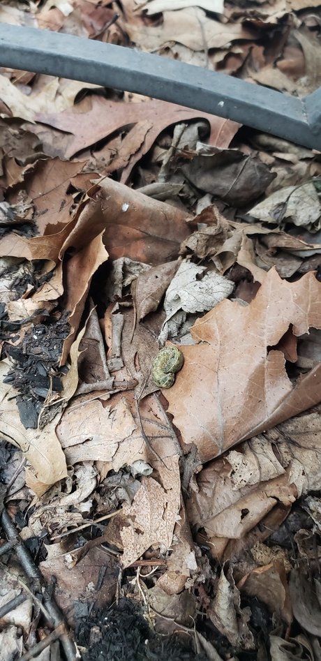 NICK_ only fans leaks