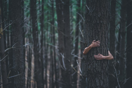 CryptoFomo  snapshot