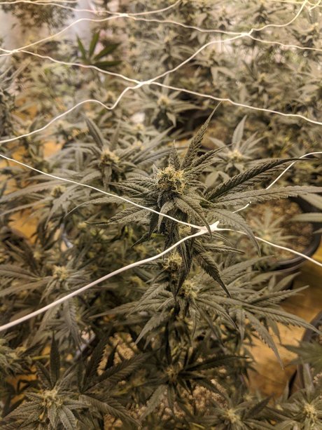 Dixon Herize only fans leak