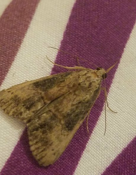 sqregina onlyfans naked porn