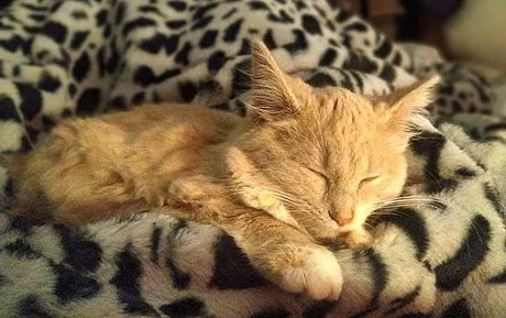 Miss Wolfie onlyfans xxx