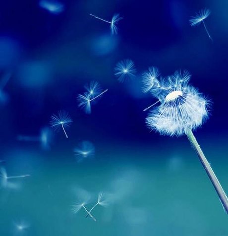 Moshu onlyfans content