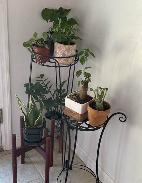 savanahroses onlyfans free