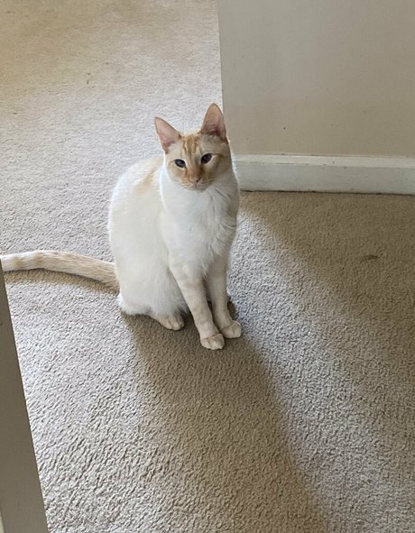 savanahroses onlyfans joi