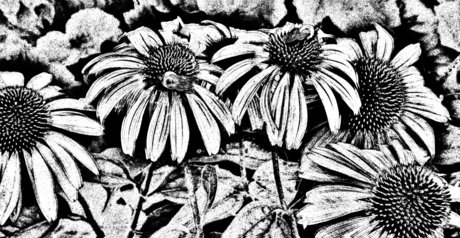 Nica onlyfans picture