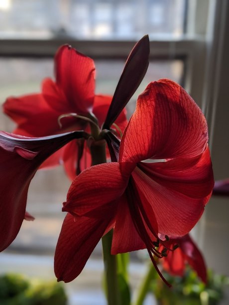 Crystine_ onlyfans leaj