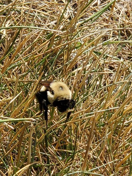 Afluffybunny99  galleries