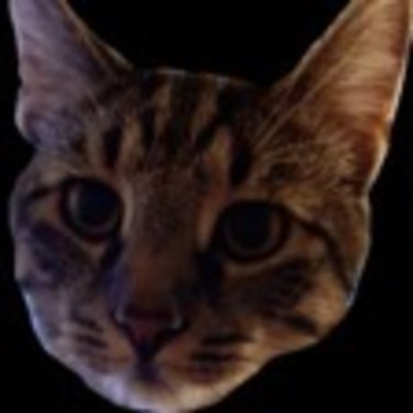 OnlyCats only fans review