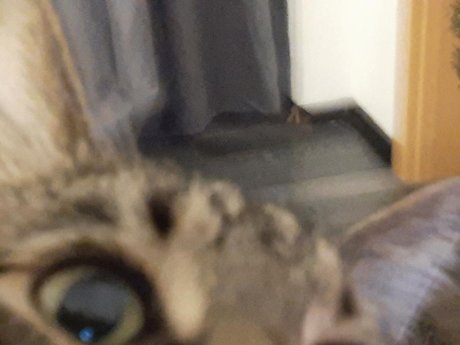 OnlyCats onlyfans nude tits