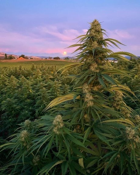 onesexy01 only fans nude leaks