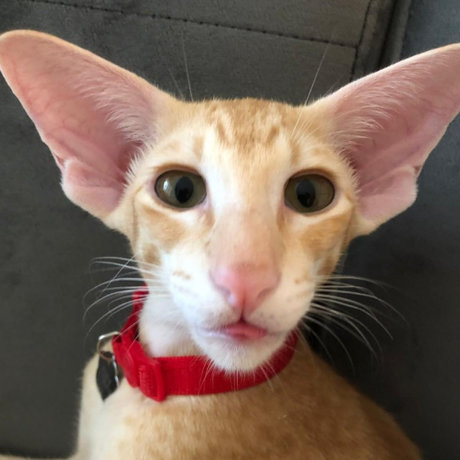 RoyTheCat onlyfans joi