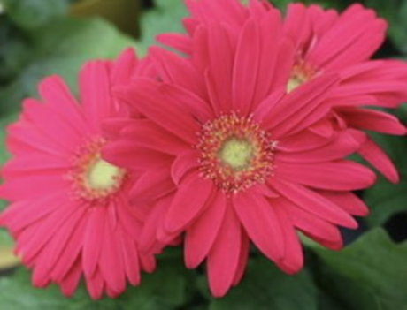 Paige Marks porn onlyfans leak