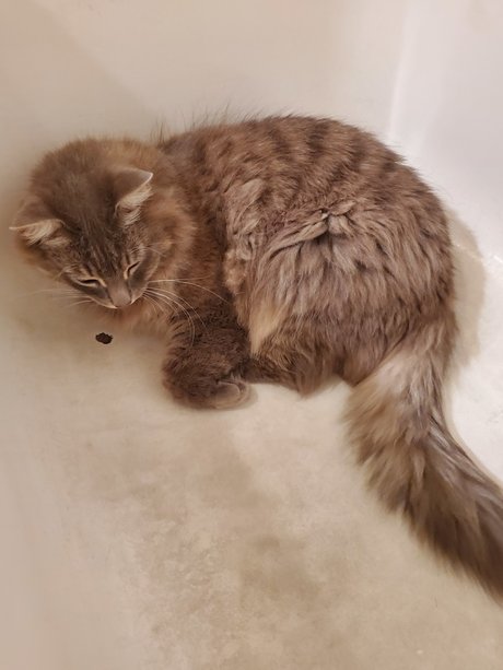 Kitty Blue onlyfans strip tease