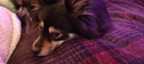 Pomsky Mom leaked nudes onlyfans