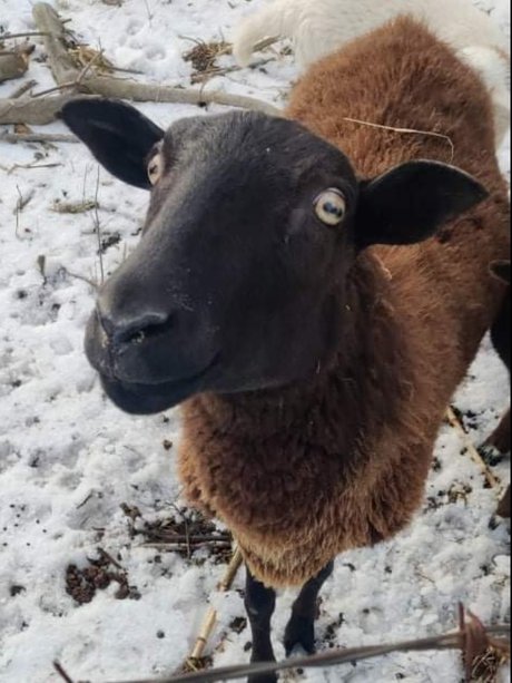 Virtual Petting Zoo onlyfans free