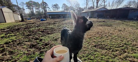 Virtual Petting Zoo onlyfans naked leaked