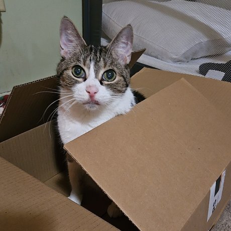 asian lesbian onlyfans free sex scan