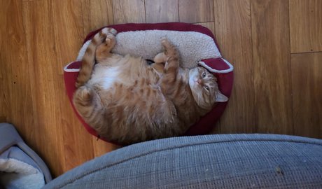 Donnie Bunz xxx onlyfans