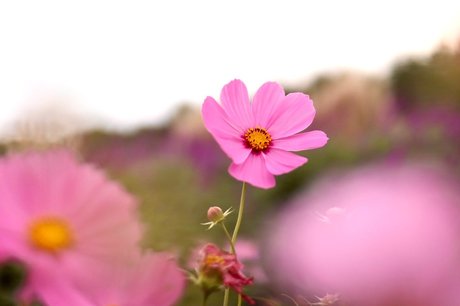 Reiji onlyfans sex leaked