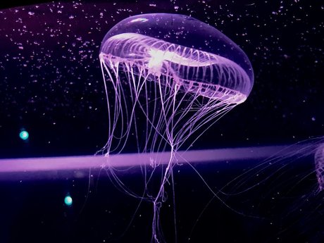 RopeBunni onlyfans porn