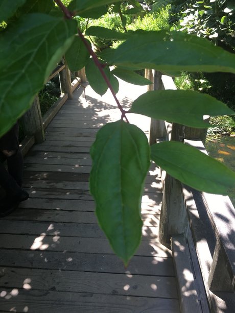 RoseBlades only fans