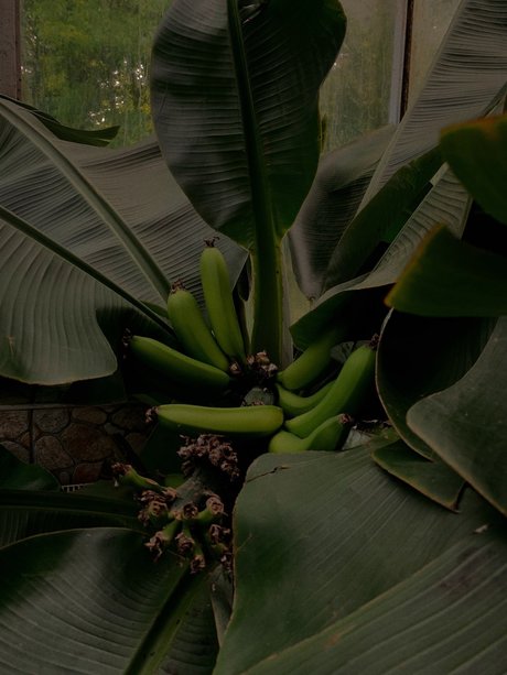 G R E E N_ nsfw onlyfans