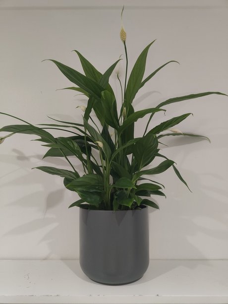 s1utty Shrubbery onlyfans leaked tits