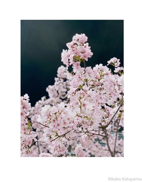 rikakodesu free onlyfans porn