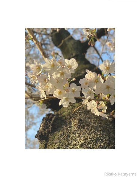 rikakodesu nude onlyfans leaks