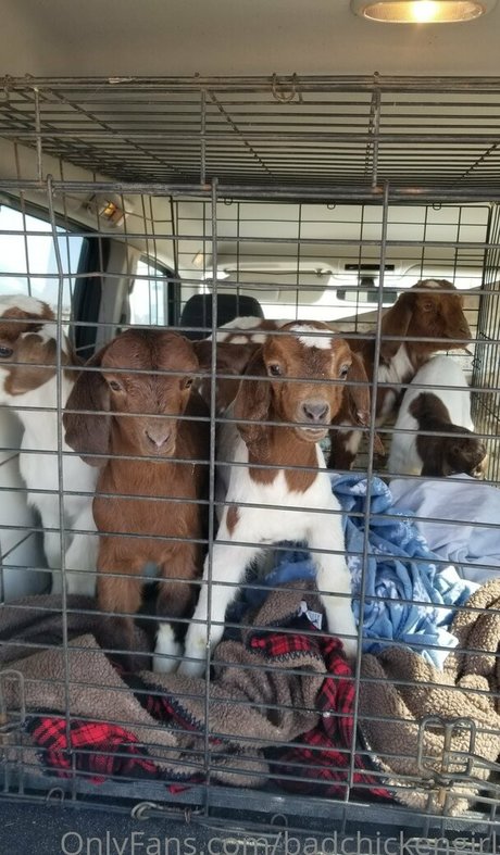 BadChickenGirl onlyfans leaked porn